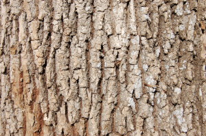 Charlotte Firewood- Ash Hardwood / Mark's Firewood