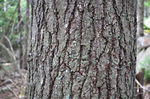 Mark's Firewood Tree Identification