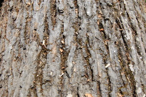 Charlotte Firewood- Hickory Hardwood Bark