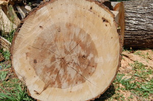 Charlotte Firewood- Cut Hickory Hardwood