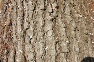 Charlotte Firewood- Red Oak Bark