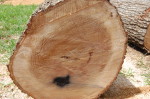 Charlotte Firewood- Cut Red Oak