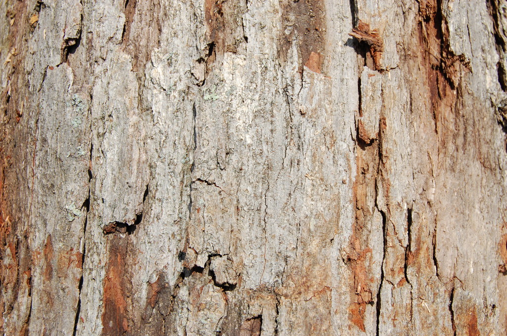 Charlotte Firewood White Oak MARK'S FIREWOODMARK'S FIREWOOD