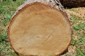 Charlotte Firewood- Cut White Oak